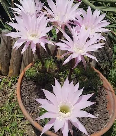 Loving Hearts
